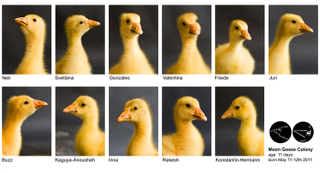 Illustration for article titled Artist attempts to teach geese to fly to the Moon. Adorableness ensues.